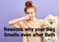 How to Make Your Dog not Stink After Bath?