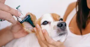 How to Make Your Dog not Stink After Bath?