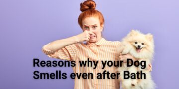 How to Make Your Dog not Stink After Bath?