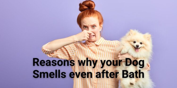 How to Make Your Dog not Stink After Bath?