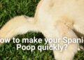 How to make your Spaniel Poop quickly?