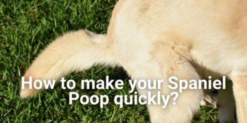 How to make your Spaniel Poop quickly?