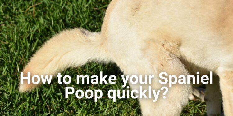 How to make your Spaniel Poop quickly?