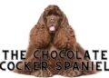 Chocolate Cocker Spaniel - Availability & Price