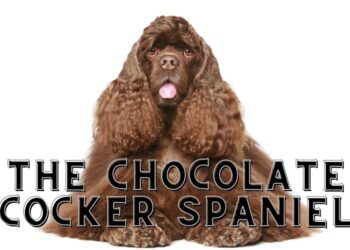 Chocolate Cocker Spaniel - Availability & Price