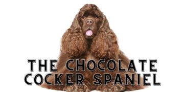 Chocolate Cocker Spaniel - Availability & Price