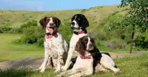 Top Black and White Spaniel Breeds