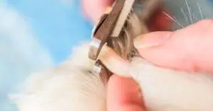 How to Trim Overgrown Nails of Your Spaniel?
