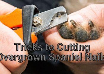 How to Trim Overgrown Nails of Your Spaniel?