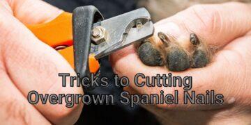 How to Trim Overgrown Nails of Your Spaniel?