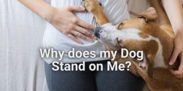 Why does My Dog Stand on Me? Funny & Weird Dog Habits