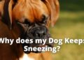Dog Keeps Sneezing | Keep Calm and Do This