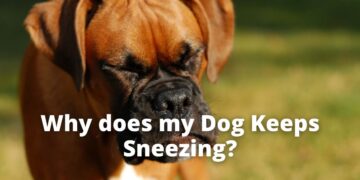 Dog Keeps Sneezing | Keep Calm and Do This