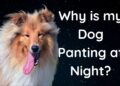 Dog Panting at Night? Follow these Vet Recommendations