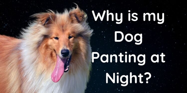 Dog Panting at Night? Follow these Vet Recommendations