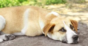 7 reasons why your Dog is not Moving from One Spot