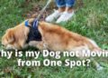 7 reasons why your Dog is not Moving from One Spot