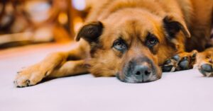 7 reasons why your Dog is not Moving from One Spot