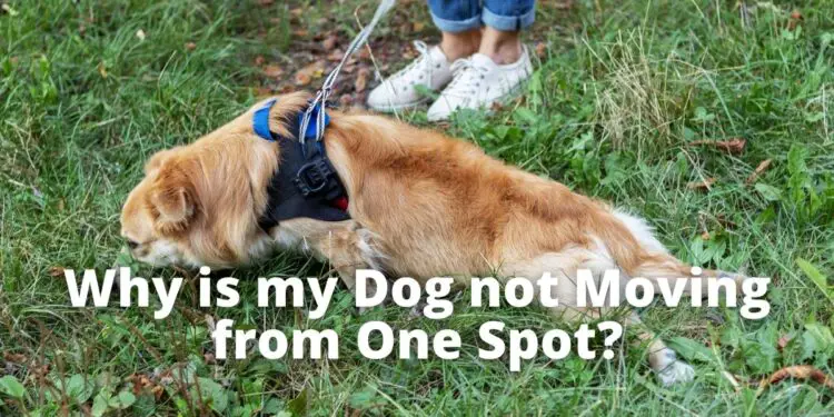 7-reasons-why-your-dog-is-not-moving-from-one-spot