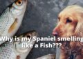 This is why Your Spaniel Smells like Fish | Quick Remedies