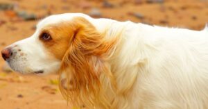 This is why Your Spaniel Smells like Fish | Quick Remedies
