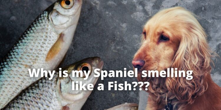 This is why Your Spaniel Smells like Fish | Quick Remedies