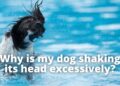 Dog Keeps Shaking Head| Should I be Worried?