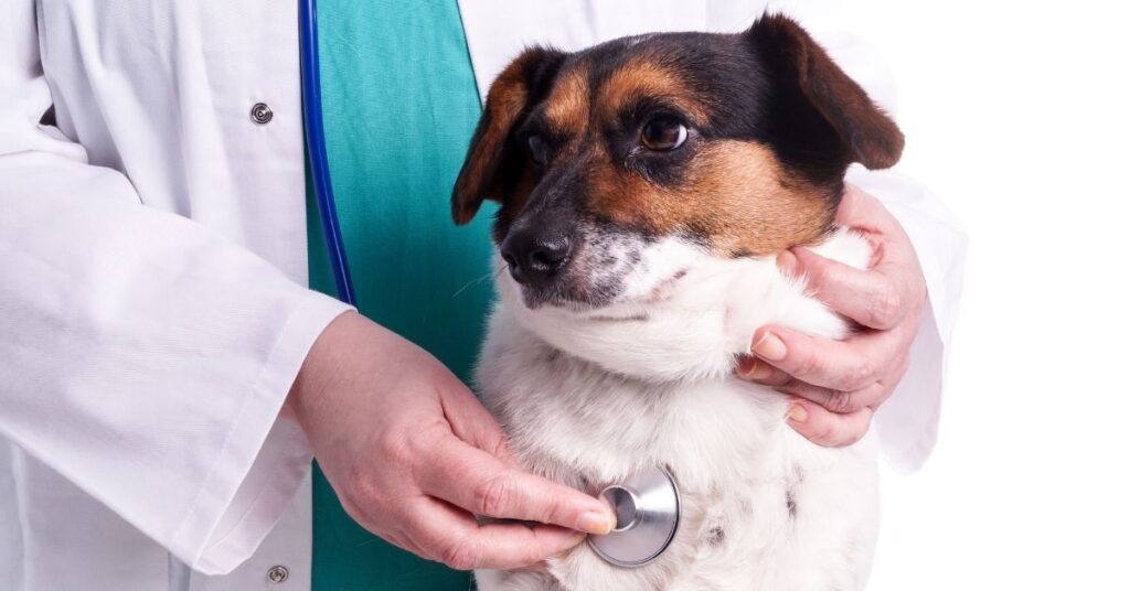 Dog Keeps Shaking Head Should I be Worried?