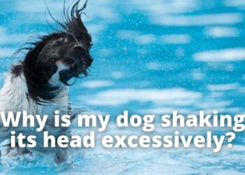 Dog Keeps Shaking Head| Should I be Worried?
