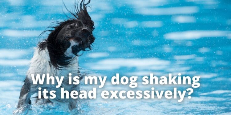 Dog Keeps Shaking Head| Should I be Worried?