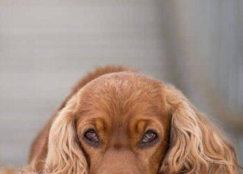 Common Cocker Spaniel Health Issues- How to Act