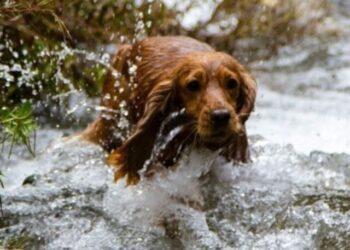 Chocolate Cocker Spaniel - Availability & Price