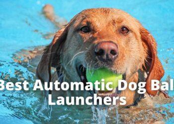 5 Insane Automatic Dog Ball Launchers [2022]