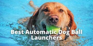 5 Insane Automatic Dog Ball Launchers [2022]