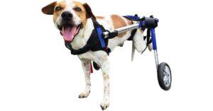 Best Dog Wheelchair Buyers Guide [Top 5 Picks] 