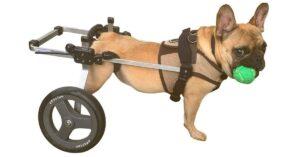 Best Dog Wheelchair Buyers Guide [Top 5 Picks] 
