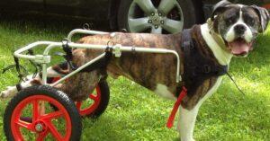 Best Dog Wheelchair Buyers Guide [Top 5 Picks] 