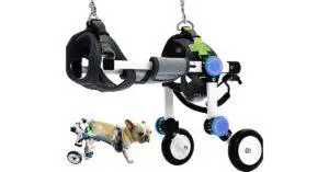 Best Dog Wheelchair Buyers Guide [Top 5 Picks] 