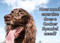 How much Exercise does a Cocker Spaniel need?