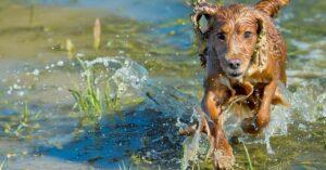 How much Exercise does a Cocker Spaniel need?