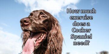 How much Exercise does a Cocker Spaniel need?
