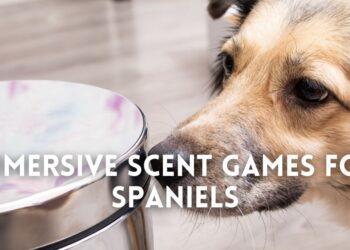 Originally bred to be used for scent identification and gun dog purposes, these beautiful creatures now make one of the most active cuddle buddies you could ever wish for. More and more owners are preferring this majestic canine for its looks, but somehow this preference has led to a steep decline in ensuring that the breed is properly stimulated both physically and mentally. And so here we are to help you. Scent games, a sport specially designed to help fur babies direct their sense of smell towards specific things, is a superb choice for overall efficient training at home. For this, take some of their favorite treats and hide them in various places. The delicious smell will force the little Spaniels to use their nose to work, thereby enriching their minds with newer fun experiences. Also don’t forget to add a cue before the pup sets on its searching journey so that they are able to relate the command with something good. Nose/Scent games are an excellent way of training workaholic Spaniels to detect treats or other things without having to go outside. To know more about this exciting activity, keep on reading. Why are Scent Games necessary? Belonging to the canine family, Spaniels have around 20-300 million olfactory receptors in their nose. So, it is not wrong to say that dogs lead their life mostly by sniffing and categorizing every smell to a certain memory. Upon sniffing, their brain releases dopamine, a neurotransmitting hormone that increases their level of arousal, thereby leading to proper enrichment of your Spaniel’s life. They are better able to distinguish between odors and act according to that. This in turn improves your pooch’s confidence, therefore making scent games a necessary part of their upbringing. What are the best ways to play Scent Games with my Spaniel? If you are a beginner, starting out slowly and gradually is the key to teaching your Spaniel the basics of nose work. Here is a step-by-step process along with certain ideas that you could follow. Hiding Treats in Plain sight When you start, the pups don’t actually have any idea of what to do or expect. Therefore the first thing to do is to hold a treat in your fist and let the fur baby smell it. Once you have gained their full attention, command them to ‘Sit’ and then move your fist here and there. During this time, track their eye movement and see if they are conveniently following your hand motions. Afterwards, throw the treat or hide it at a nearby place and command your dog to ‘Find it’. Initially it will take some time for your woofer to figure out what you want from them, but soon they will be following the scent using their nose. Using Cups to Hide Treats In this next phase, you will need two/three cups, some treats or dry kibbles and your Spaniel’s undivided attention. Start by commanding the fur baby to ‘Sit/Settle down’ and then place a treat under one of these cups. Thereafter, allow the canine to sniff and find the food by either pointing out to the cup using their paws or nudging by their nose. Same as the first step, this may take some time, but after a while the pup will be finding out the treats in no time. To raise the difficulty level, you can also switch the cups every now and then. This will keep the pup guessing for the right option, and hence keep them super invested in the game. Sending them on a sniff journey Finally when the canine has started thoroughly enjoying it, it is then time to vamp the game. Hide multiple treats in various places and out of plain sight. Command the pooch to ‘Find it’ and witness how they use their little snouts to sniff around the home and chomp down the delicacies. The same is also possible if you have sufficient yard space. You could hide the eatables in hard to find places, such as behind a tree, over the grass, under a cup, and similar spots. Do this and your pooch will absolutely thank you for the exciting phase. Are there any other exciting scent games? When it comes to interactive nose games, there is no guide to doing it a particular way. Pet parents are free to devise their own procedures and try out with their pups. However to give you a brief understanding on certain tricks, below we have pointed out the most commonly played scent games. So, let’s start. Hand Picking Probably the simplest and easiest nose work, in this game owners will have to hold multiple treats in one hand while keeping the other one empty. Make sure to load your hands out of your pooch’s sight to create an air of mystery. Next hold out both your hands for your pupper to sniff and detect. To make it more enriching, you can also add a cue before letting them sniff your fists. Once allowed, the pup will use their nose to smell both your fists before making the final choice. If the answer is right, open your fist and let the snuggle buddy munch down the delicacies. During this time, it is also highly advised to praise or compliment the pooch as it helps build rapport between the human and the animal. However, if they fail to do so, you can repeat the whole process again and maybe hold the treats in the other hand or in both to increase the chances. Tennis Tin Game A much more challenging task, in this game you will require a tin can, some tennis balls and a pack of their favorite treats. Fill in the tin cans with eatables and cover them with the tennis ball on the top. The balls will act as a barrier forcing the Spaniel to use their snouts rather than being dependent on their eyes. Always start with filling all the tin cans and slowly proceed to placing treats in only a few of them. This will help your dog understand the task in a more fruitful way, avoiding the risk of overfeeding them. Empty Boxes If you don’t have tin cans, the next best thing is empty boxes. Just like hiding eatables under cups, here you will be required to put treats in a few boxes and circle them or switch their positioning with other empty boxes. Unlike small cups, finding the right answer amongst these boxes typically proves to be a little harder as the total area to be inspected also grows larger. For beginners, usually boxes without lids is what’s best advised. Once this skill is mastered, you can then move forward to boxes with lids. This way when the dog nudges the correct option, you can open the lid and give them the delicacies. Pet parents can also invest in interactive treat puzzle dog toys, like this one here. Playing Hide&Seek Given their gun dog tendencies, Spaniels do love a good hide and seek or chasing game every now and then. So if you have been looking for new scent work ideas, here’s a great idea for you. First of all, ask one of your family members or friends to take your pooch’s leash and keep them restricted to one place while you get ready to hide. At the same time, take some smelly delicious treats in your pockets and then hide at your chosen spot. You could then call out your pooch’s name or inform the other human to release the Spaniel. In these cases, naturally the dog will start chasing the scent all over the house. To make it easy for the little fur baby, it is best to start with practically easy-to-find spots and then proceed to tougher ones. Once the canine has got the gist of the game, you can also take this to your yard or even try training them off leash at bigger grounds. However, always remember to play in safe, fenced areas. You never know when the pooch might walk into dangerous situations and risk their and others’ safety. Trying to harness the sniffing ability of Spaniels is hands down a super fun and exciting experience but no wonder there’s a proper way of doing it. You may also like: Top Dog Lick Mat Ideas for Bath Time and Anxiety