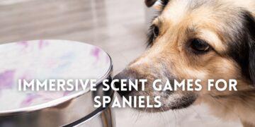 Originally bred to be used for scent identification and gun dog purposes, these beautiful creatures now make one of the most active cuddle buddies you could ever wish for. More and more owners are preferring this majestic canine for its looks, but somehow this preference has led to a steep decline in ensuring that the breed is properly stimulated both physically and mentally. And so here we are to help you. Scent games, a sport specially designed to help fur babies direct their sense of smell towards specific things, is a superb choice for overall efficient training at home. For this, take some of their favorite treats and hide them in various places. The delicious smell will force the little Spaniels to use their nose to work, thereby enriching their minds with newer fun experiences. Also don’t forget to add a cue before the pup sets on its searching journey so that they are able to relate the command with something good. Nose/Scent games are an excellent way of training workaholic Spaniels to detect treats or other things without having to go outside. To know more about this exciting activity, keep on reading. Why are Scent Games necessary? Belonging to the canine family, Spaniels have around 20-300 million olfactory receptors in their nose. So, it is not wrong to say that dogs lead their life mostly by sniffing and categorizing every smell to a certain memory. Upon sniffing, their brain releases dopamine, a neurotransmitting hormone that increases their level of arousal, thereby leading to proper enrichment of your Spaniel’s life. They are better able to distinguish between odors and act according to that. This in turn improves your pooch’s confidence, therefore making scent games a necessary part of their upbringing. What are the best ways to play Scent Games with my Spaniel? If you are a beginner, starting out slowly and gradually is the key to teaching your Spaniel the basics of nose work. Here is a step-by-step process along with certain ideas that you could follow. Hiding Treats in Plain sight When you start, the pups don’t actually have any idea of what to do or expect. Therefore the first thing to do is to hold a treat in your fist and let the fur baby smell it. Once you have gained their full attention, command them to ‘Sit’ and then move your fist here and there. During this time, track their eye movement and see if they are conveniently following your hand motions. Afterwards, throw the treat or hide it at a nearby place and command your dog to ‘Find it’. Initially it will take some time for your woofer to figure out what you want from them, but soon they will be following the scent using their nose. Using Cups to Hide Treats In this next phase, you will need two/three cups, some treats or dry kibbles and your Spaniel’s undivided attention. Start by commanding the fur baby to ‘Sit/Settle down’ and then place a treat under one of these cups. Thereafter, allow the canine to sniff and find the food by either pointing out to the cup using their paws or nudging by their nose. Same as the first step, this may take some time, but after a while the pup will be finding out the treats in no time. To raise the difficulty level, you can also switch the cups every now and then. This will keep the pup guessing for the right option, and hence keep them super invested in the game. Sending them on a sniff journey Finally when the canine has started thoroughly enjoying it, it is then time to vamp the game. Hide multiple treats in various places and out of plain sight. Command the pooch to ‘Find it’ and witness how they use their little snouts to sniff around the home and chomp down the delicacies. The same is also possible if you have sufficient yard space. You could hide the eatables in hard to find places, such as behind a tree, over the grass, under a cup, and similar spots. Do this and your pooch will absolutely thank you for the exciting phase. Are there any other exciting scent games? When it comes to interactive nose games, there is no guide to doing it a particular way. Pet parents are free to devise their own procedures and try out with their pups. However to give you a brief understanding on certain tricks, below we have pointed out the most commonly played scent games. So, let’s start. Hand Picking Probably the simplest and easiest nose work, in this game owners will have to hold multiple treats in one hand while keeping the other one empty. Make sure to load your hands out of your pooch’s sight to create an air of mystery. Next hold out both your hands for your pupper to sniff and detect. To make it more enriching, you can also add a cue before letting them sniff your fists. Once allowed, the pup will use their nose to smell both your fists before making the final choice. If the answer is right, open your fist and let the snuggle buddy munch down the delicacies. During this time, it is also highly advised to praise or compliment the pooch as it helps build rapport between the human and the animal. However, if they fail to do so, you can repeat the whole process again and maybe hold the treats in the other hand or in both to increase the chances. Tennis Tin Game A much more challenging task, in this game you will require a tin can, some tennis balls and a pack of their favorite treats. Fill in the tin cans with eatables and cover them with the tennis ball on the top. The balls will act as a barrier forcing the Spaniel to use their snouts rather than being dependent on their eyes. Always start with filling all the tin cans and slowly proceed to placing treats in only a few of them. This will help your dog understand the task in a more fruitful way, avoiding the risk of overfeeding them. Empty Boxes If you don’t have tin cans, the next best thing is empty boxes. Just like hiding eatables under cups, here you will be required to put treats in a few boxes and circle them or switch their positioning with other empty boxes. Unlike small cups, finding the right answer amongst these boxes typically proves to be a little harder as the total area to be inspected also grows larger. For beginners, usually boxes without lids is what’s best advised. Once this skill is mastered, you can then move forward to boxes with lids. This way when the dog nudges the correct option, you can open the lid and give them the delicacies. Pet parents can also invest in interactive treat puzzle dog toys, like this one here. Playing Hide&Seek Given their gun dog tendencies, Spaniels do love a good hide and seek or chasing game every now and then. So if you have been looking for new scent work ideas, here’s a great idea for you. First of all, ask one of your family members or friends to take your pooch’s leash and keep them restricted to one place while you get ready to hide. At the same time, take some smelly delicious treats in your pockets and then hide at your chosen spot. You could then call out your pooch’s name or inform the other human to release the Spaniel. In these cases, naturally the dog will start chasing the scent all over the house. To make it easy for the little fur baby, it is best to start with practically easy-to-find spots and then proceed to tougher ones. Once the canine has got the gist of the game, you can also take this to your yard or even try training them off leash at bigger grounds. However, always remember to play in safe, fenced areas. You never know when the pooch might walk into dangerous situations and risk their and others’ safety. Trying to harness the sniffing ability of Spaniels is hands down a super fun and exciting experience but no wonder there’s a proper way of doing it. You may also like: Top Dog Lick Mat Ideas for Bath Time and Anxiety