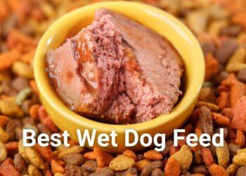 Top 5 Best Wet Dog Foods Review and Buying Guide