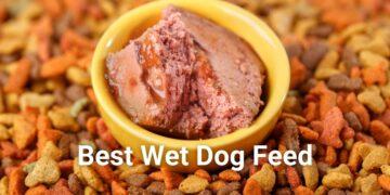 Top 5 Best Wet Dog Foods Review and Buying Guide