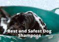 Top 7 Best and Safest Dog Shampoos 2022