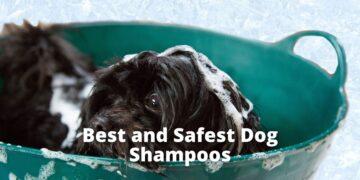 Top 7 Best and Safest Dog Shampoos 2022