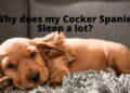 Why does my Cocker Spaniel sleep a lot?