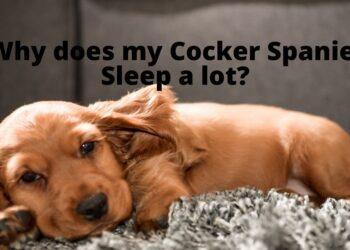 Why does my Cocker Spaniel sleep a lot?