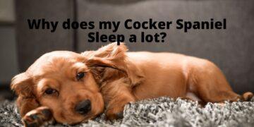 Why does my Cocker Spaniel sleep a lot?